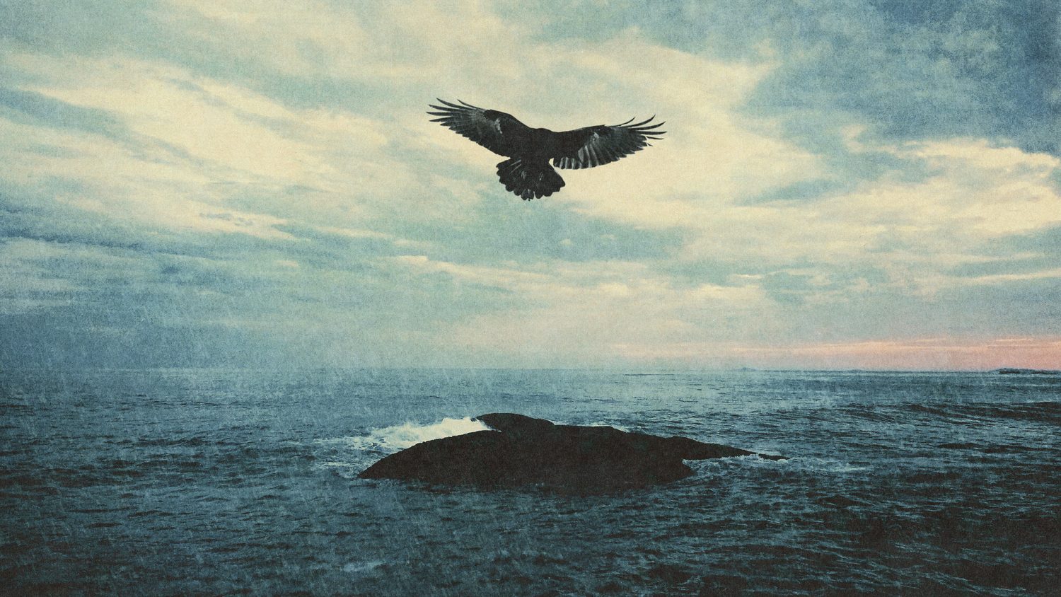Ave em voo sobre o mar, horizonte baixo